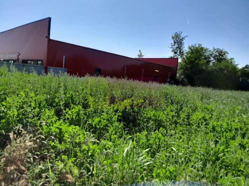 Movilita (IL)-teren de inch. 1800 mp stradal, 30 ml desch, langa Profi